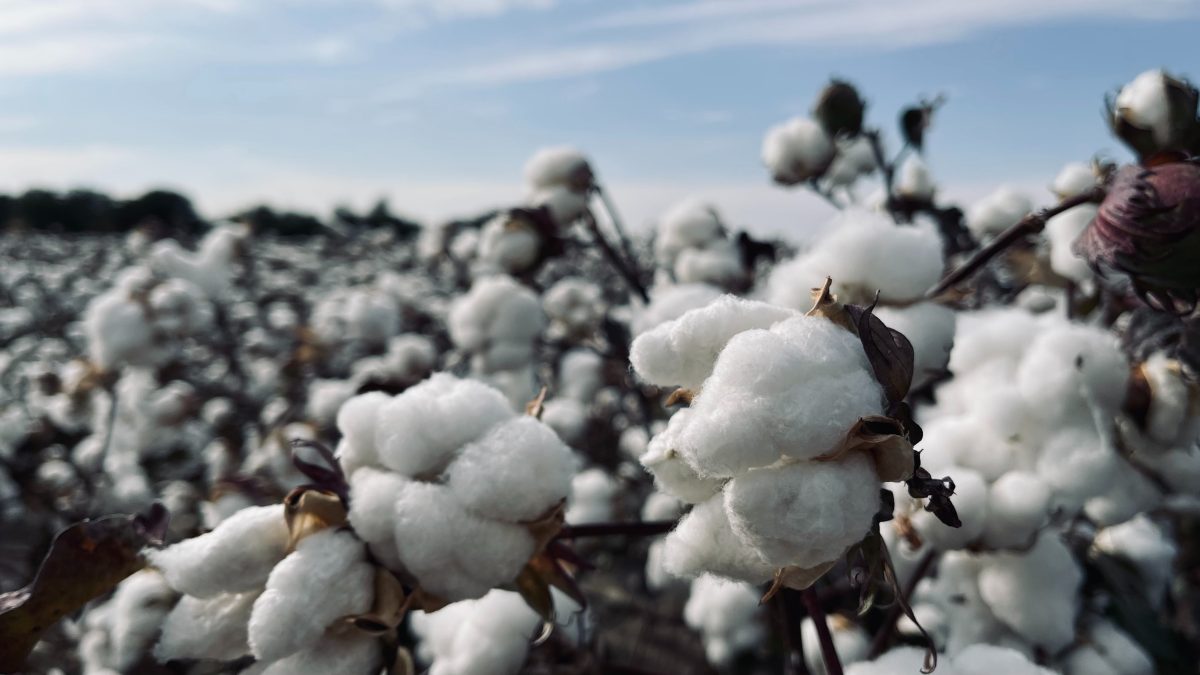 Cotton Futures | Saffron Capital | Minneapolis