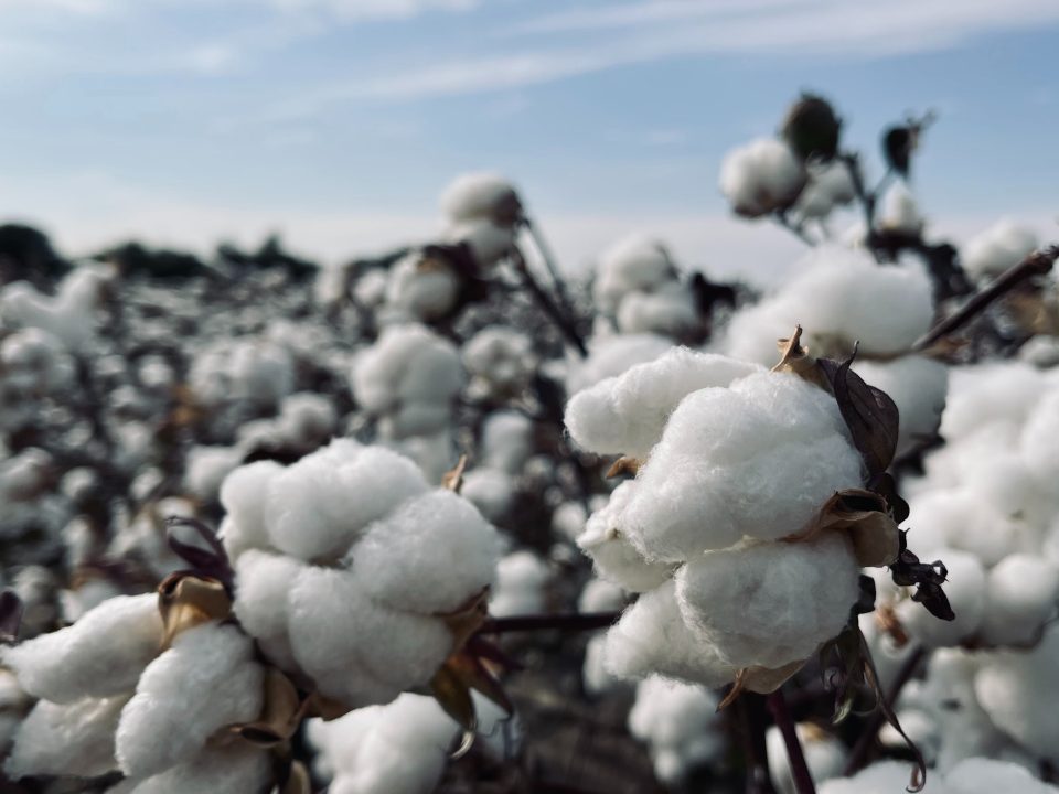 Cotton Futures | Saffron Capital | Minneapolis